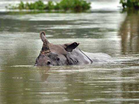 17 rhinos drown to death - Flood takes toll on animals in the Kaziranga  National Park | The Economic Times