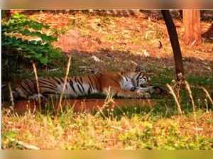 royal bengal tiger