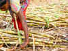 Sugarcane arrears at Rs 5,695 crore in current season