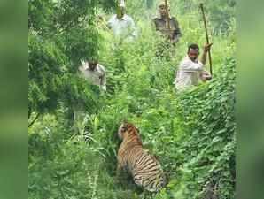 Tiger Poaching