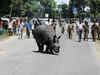 Watch: Rhino wanders on road as Kaziranga National Park gets flooded
