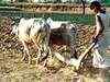 Rajasthan to boost marketing structure for agriculture