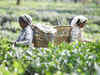 ​ Industry wants exemption of tea from GST ambit