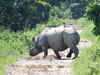 Assam government considering handing over rhino poaching to NIA