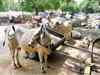 Non-implementation of plastic waste rules chokes cows to torturous death in India