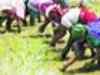 Farmers yet to get a clear field for organic farming