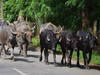 India's buffalo exports to touch Rs 40,000 crore in next 5 years