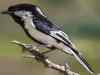 Make more room for white-naped tit: Conservationists