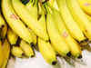 Fast-advancing fungal disease may wipe out bananas in less than a decade