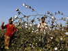 Pakistan turns largest buyer of Indian cotton