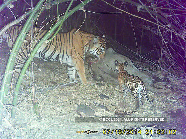 India's beloved tiger Machli dies - India's beloved tiger Machli dies