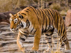 India's beloved tiger Machli dies