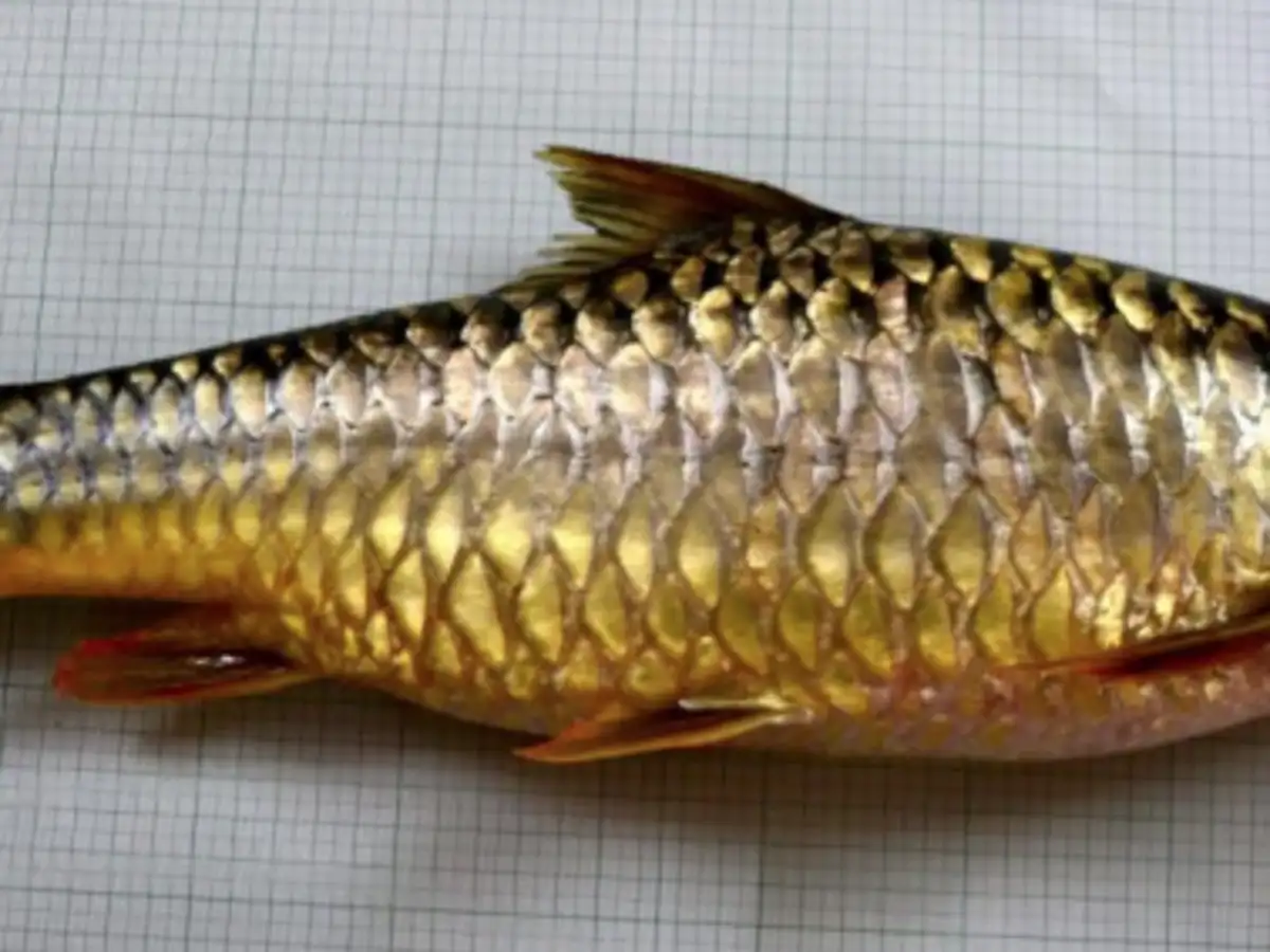 mahseer fish