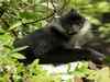 Rare endangered primate spotted in Vietnam
