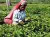 Tea weakens by 8%, output cost rises