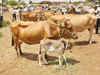 BSF asks West Bengal government to implement cattle market order