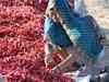 Cumin, coriander prices turn spicy