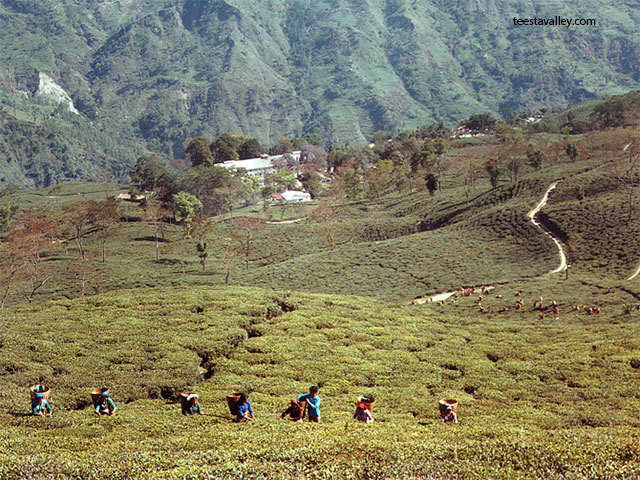 Teesta Valley Tea Company