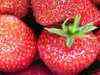 Demand for strawberries continues to rise