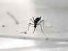 Dengue, chikungunya alert: What to eat, what to skip