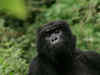 Four out of six great apes near extinction: Report