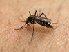 Chikungunya cases in Delhi rise to 560