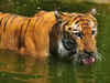 Have a wild time! Go to the Sundarbans & spot a Bengal tiger on the prowl during your upcoming holiday