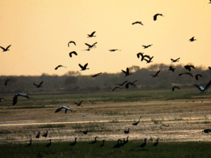 migratory-birds-edited
