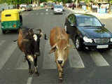 Stray cows on Delhi roads