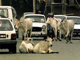 Cows sitting on the road