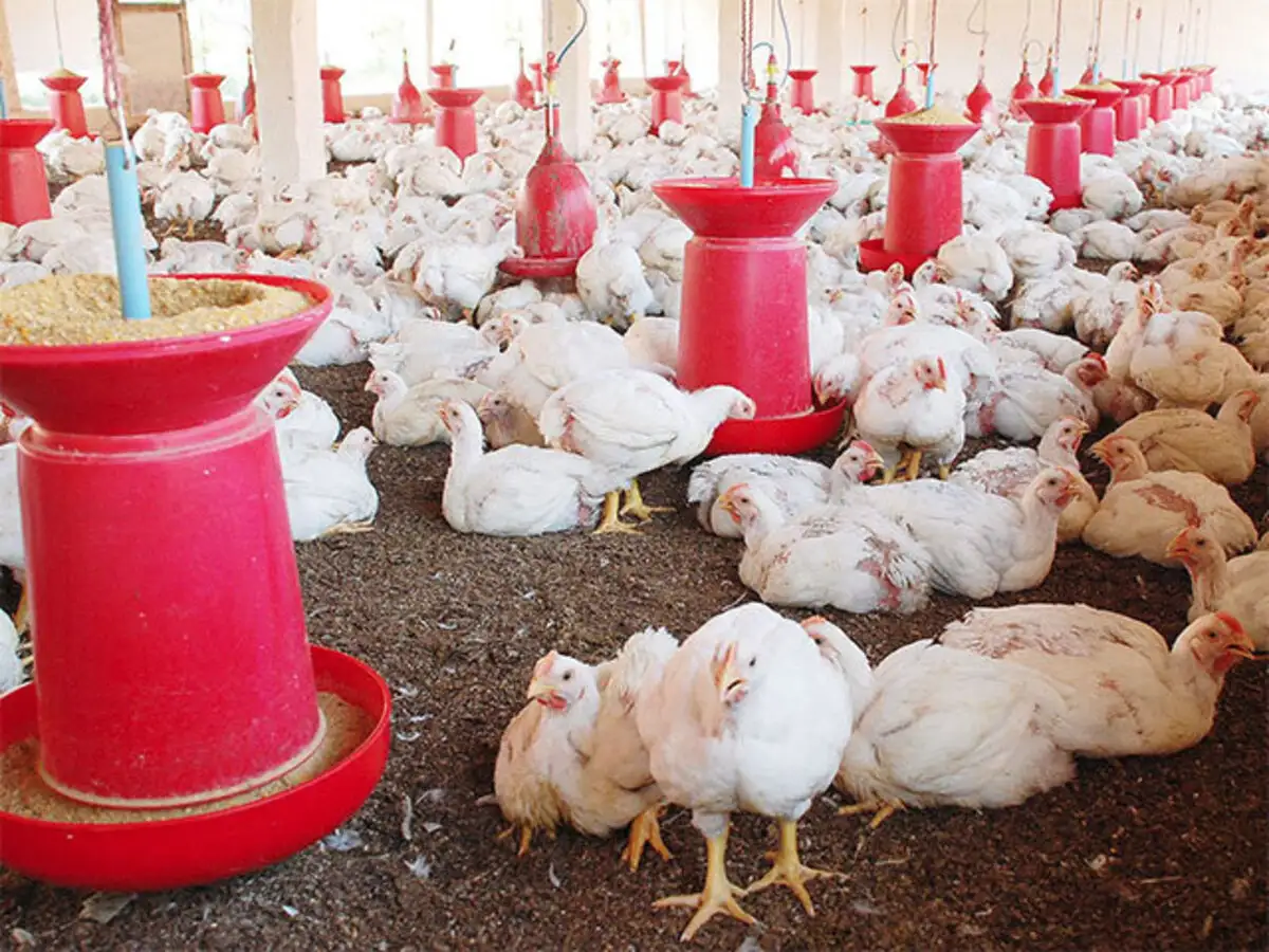 Bird Flu Latest News Videos Photos About Bird Flu The Economic Times