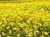 Traders, farmers expect bumper mustard crop in Rajasthan