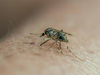 Chikungunya cases mount to 2,625, nearly 150 pc rise