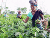 Tea bonus settlement brings life to rural markets in Bengal