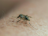 Malaria toll in Delhi rises to 6