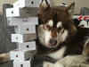 One lucky dog! Son of Chinese billionaire buys 8 iPhones for his pet Alaskan malamute