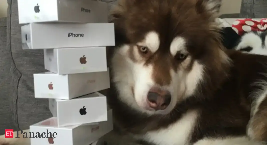 alaskan malamute price in indian rupees