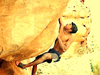 Whodunnit? Rock climbers deny murder of arrested thief, point fingers at police