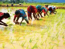 Rainfall this fiscal has been just 3% below normal but more importantly, according to Crisil, the rains have been well-distributed. Rainfall this fiscal has been just 3% below normal but more importantly, according to Crisil, the rains have been well-distributed.