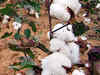 'Chinese scientists control cotton disease with gene technology'