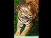 On World Animal Day, a sad news: Royal Bengal tiger Palash dies