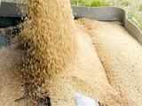 Rising imports pull wheat prices 8-10% lower