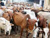 Get Cleopatra's beauty with cow urine: Gujarat board