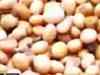 Soyabean crop under serious threat in Maharashtra