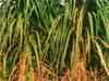 Sugar prices likely to stay firm as demand increases