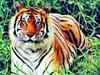 Project to increase wild tiger population in India, Bhutan