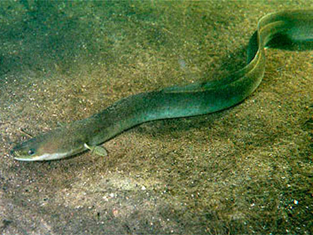 European eel