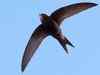 Common swift spends 10 months flying continuously every year
