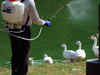 One more bird dies of avian influenza, toll over 80