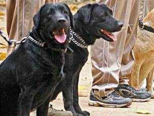 Pawsome story: Meet India's sniffer dog squad